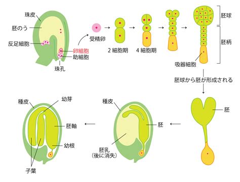 子房 成長|細胞構造からみた果樹類の果実，葉，根の成長